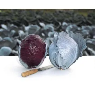 Compra COL LOMBARDA BUSCARO F-1 Precisión (10.000 Semillas) en la tienda online Fito Agrícola