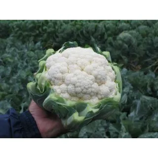 Compra COLIFLOR FARGO F-1 Precisión (2.500 Semillas) en la tienda online Fito Agrícola