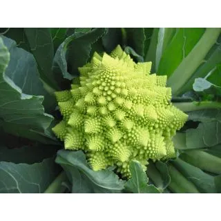 Compra ROMANESCO PIRAMIDE Precisión (2.500 Semillas). en la tienda online Fito Agrícola