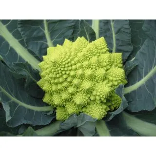 Compra ROMANESCO WHITE GOLD F-1 Precisión (2.500 Semillas). en la tienda online Fito Agrícola