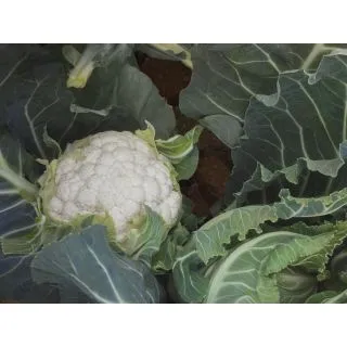 Compra COLIFLOR TELDE Precisión (2.500 Semillas). en la tienda online Fito Agrícola