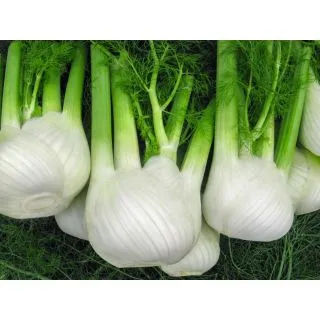 Compra HINOJO VULCAN Pildorado (10.000 Semillas) en la tienda online Fito Agrícola