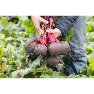 Compra REMOLACHA MANZU F-1 Precisión- NCC (50.000 Semillas) en la tienda online Fito Agrícola