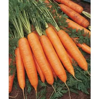 Compra ZANAHORIA BANGOR F1 ECOLÓGICA Precisión (100.000 Sem.Cal. 2.0 - 2.2 m) en la tienda online Fito Agrícola