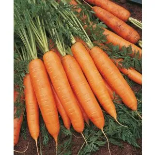 Compra ZANAHORIA BANGOR F1 Precisión (100.000 Semillas Cal. 2.0 - 2.2 mm.). en la tienda online Fito Agrícola