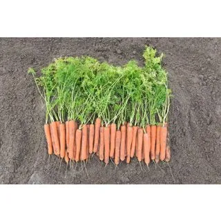 Compra ZANAHORIA MOKUM F1 Precisión (100.000 Semillas Cal. 1.6 - 1.8 mm.) en la tienda online Fito Agrícola