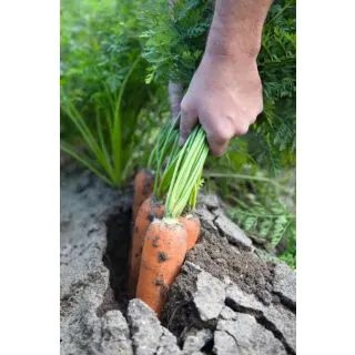 Compra ZANAHORIA NAVAL F1 Precisión (100.000 Semillas Cal. 1.8 - 2.0 mm.) en la tienda online Fito Agrícola