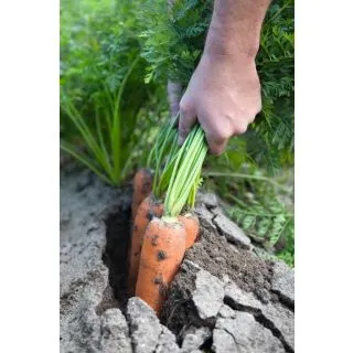 Compra ZANAHORIA NAVAL F1 ECOLÓGICA Precisión (100.000 Semillas Cal. 2.0 - 2.2 m) en la tienda online Fito Agrícola