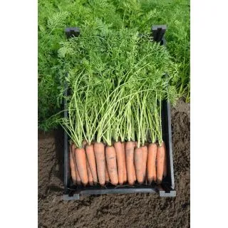 Compra ZANAHORIA NEVIS F1 Precisión (100.000 Semillas Cal. 1.8 - 2.0 mm.) en la tienda online Fito Agrícola