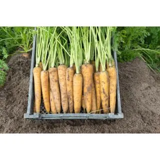 Compra ZANAHORIA YELLOWSTONE F1 Precisión (100.000 Semillas Cal. 1.6 - 1.8 mm.) en la tienda online Fito Agrícola