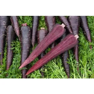 Compra ZANAHORIA DEEP PURPLE F1 Precisión (100.000 Semillas Cal. 1.8 - 2.0 mm.). en la tienda online Fito Agrícola