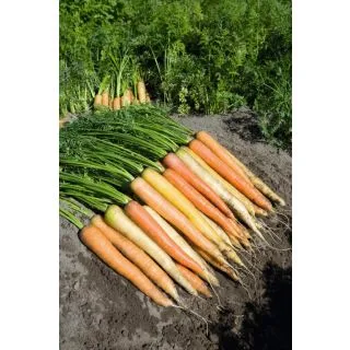 Compra ZANAHORIA RAINBOW F1 Precisión (100.000 Semillas Cal. 1.6 - 1.8 mm.) en la tienda online Fito Agrícola