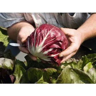 Compra ACHICORIA LEONARDO Pildorada ECOLÓGICA (10.000 semillas) en la tienda online Fito Agrícola