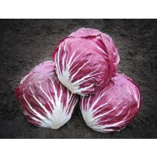 Compra ACHICORIA RUBRO ECOLÓGICA Pildorada (10.000 Semillas) en la tienda online Fito Agrícola