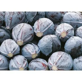 Compra COL LOMBARDA INTEGRO F-1 ECOLÓGICA Precision (10.000 Semillas). en la tienda online Fito Agrícola