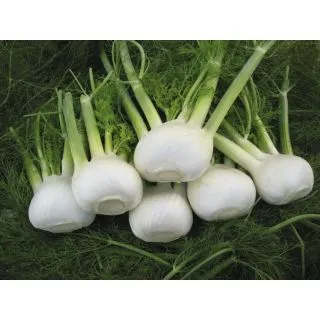 Compra HINOJO ORION F1 Precision ECOLÓGICO (2.500 Semillas). en la tienda online Fito Agrícola