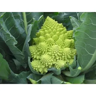 Compra ROMANESCO VERONICA F-1 ECOLÓGICO Precisión (10.000 Semillas) en la tienda online Fito Agrícola