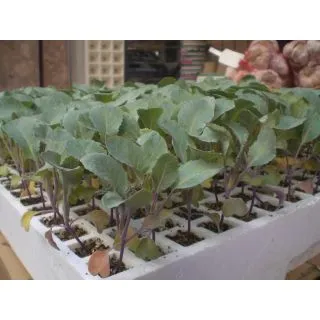 Compra COLIFLOR KORLANU F-1 EPS294 en la tienda online Fito Agrícola