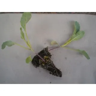 Compra COLIFLOR CASPER F-1 EPS247 en la tienda online Fito Agrícola