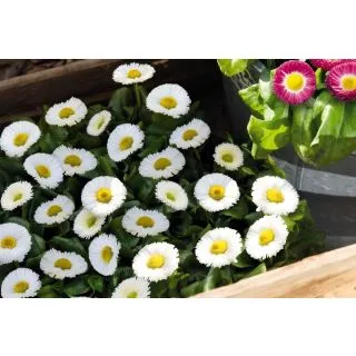 Compra BELLIS SPEEDSTAR PLUS BLANCO (240 Plantas). en la tienda online Fito Agrícola
