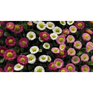 Compra BELLIS SPEEDSTAR PLUS MIX (240 Plantas). en la tienda online Fito Agrícola