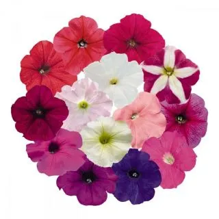 Compra PETUNIA SUCCESS! TR MIX (240 Plantas). en la tienda online Fito Agrícola