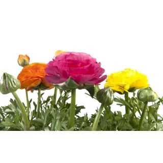 Compra RANUNCULUS SPRINKLES MIX (264 Plantas). en la tienda online Fito Agrícola