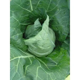 Compra COL CARAMBA F-1 Precisión (10.000 Semillas) en la tienda online Fito Agrícola