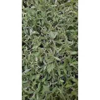 Compra TOMATE CHERRY REDONDO F1 EPS150 en la tienda online Fito Agrícola