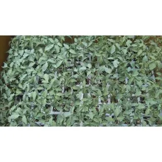 Compra TOMATE BODAR F-1 EPS150 en la tienda online Fito Agrícola