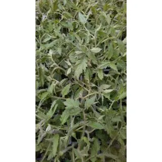 Compra TOMATE ANAIRIS F1 EPS150 en la tienda online Fito Agrícola