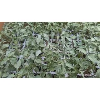 Compra TOMATE BOND F-1 EPS150 en la tienda online Fito Agrícola