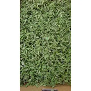 Compra TOMATE BOND F-1 EPS247 en la tienda online Fito Agrícola