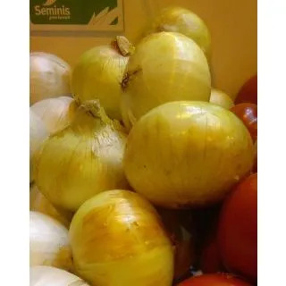 Compra CEBOLLA SANTA LUCIA (250.000 Semillas). en la tienda online Fito Agrícola