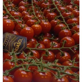 Compra TOMATE JUANITA F-1 (1.000 Semillas) en la tienda online Fito Agrícola