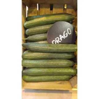 Compra PEPINO DRAGO F-1 (1.000 Semillas) en la tienda online Fito Agrícola
