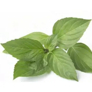 Compra ALBAHACA LIMÓN ECOLÓGICA ME11 en la tienda online Fito Agrícola