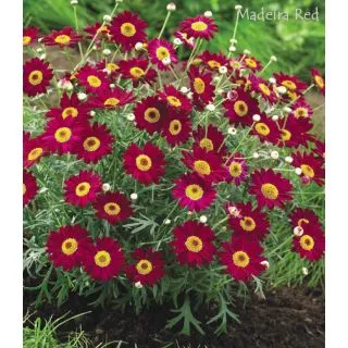 Compra ARGYRANTHEMUM MADEIRA RED (126 Plantas) en la tienda online Fito Agrícola