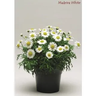 Compra ARGYRANTHEMUM MADEIRA WHITE (126 Plantas) en la tienda online Fito Agrícola