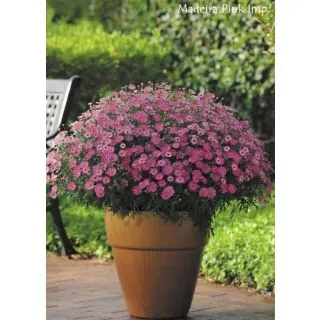 Compra ARGYRANTHEMUM MADEIRA PINK (126 Plantas) en la tienda online Fito Agrícola