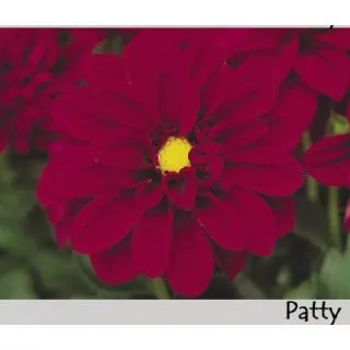 Compra DAHLIA DAHLIETTA PATTY (84 Plantas). en la tienda online Fito Agrícola