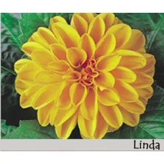 Compra DAHLIA DAHLIETTA LINDA (84 Plantas). en la tienda online Fito Agrícola