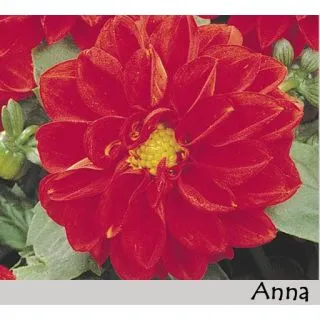 Compra DAHLIA DAHLIETTA ANNA (84 Plantas). en la tienda online Fito Agrícola