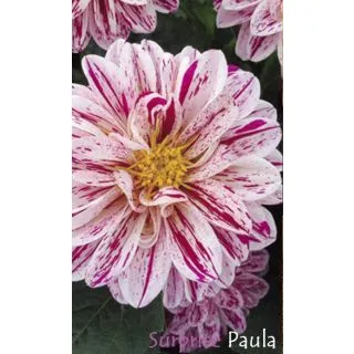 Compra DAHLIA DAHLIETTA SURPRISE PAULA (84 Plantas). en la tienda online Fito Agrícola