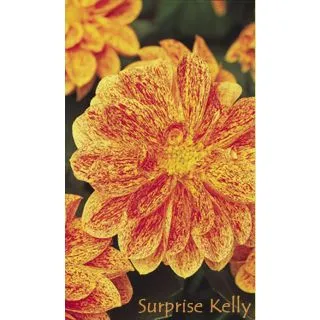 Compra DAHLIA DAHLIETTA SURPRISE KELLY (84 Plantas). en la tienda online Fito Agrícola