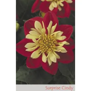 Compra DAHLIA DAHLIETTA SURPRISE CINDY (84 plantas). en la tienda online Fito Agrícola