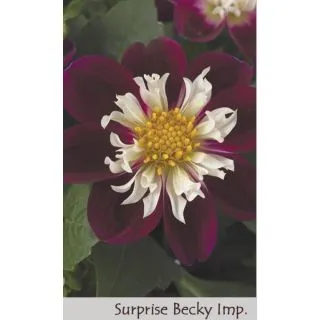 Compra DAHLIA DAHLIETTA SURPRISE BECKY (84 Plantas). en la tienda online Fito Agrícola