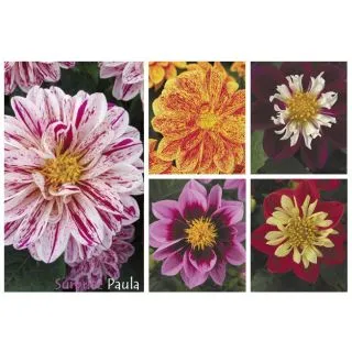Compra DAHLIA DAHLIETTA SURPRISE MIX (84 Plantas). en la tienda online Fito Agrícola