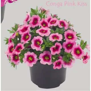 Compra CALIBRACHOA CONGA PINK KISS (126 Plantas). en la tienda online Fito Agrícola