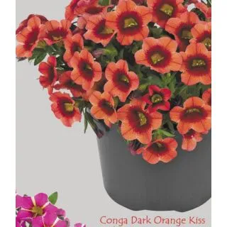 Compra CALIBRACHOA CONGA DARK ORANGE (126 Plantas). en la tienda online Fito Agrícola